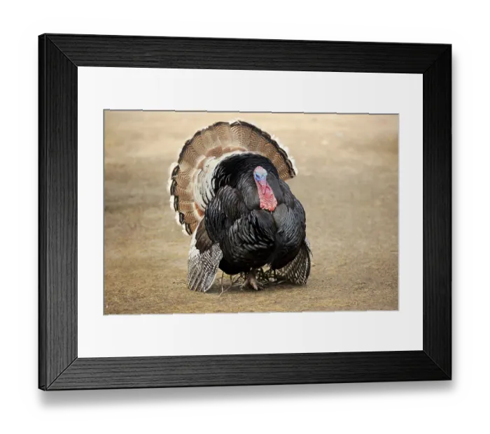 Framed Print : Wild Turkey, adult male courting