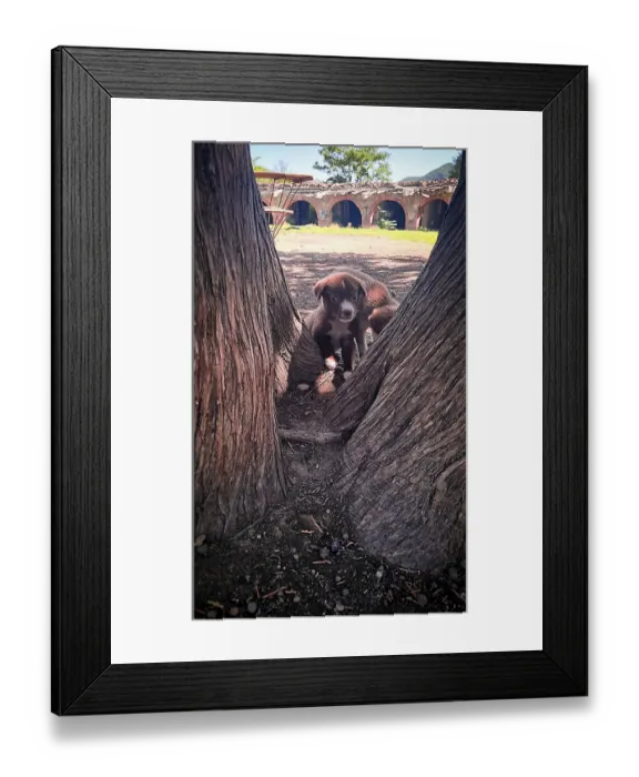 Framed Print : Curious puppy peeks through tree trunks in a serene outdoor setting