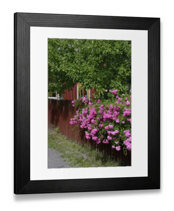 Framed Print : Climbing roses with garden fence
