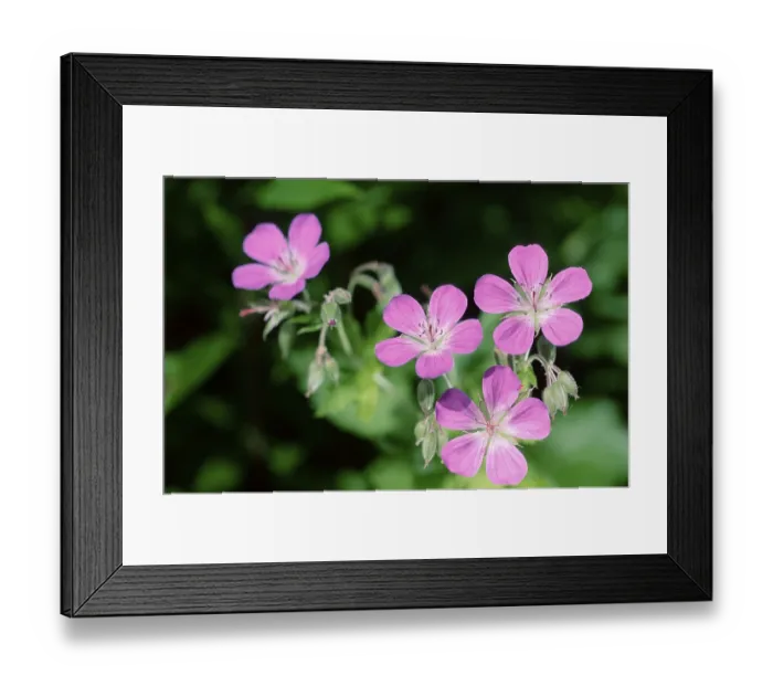 Framed Print : Blood red cranesbill, Norway, Europe