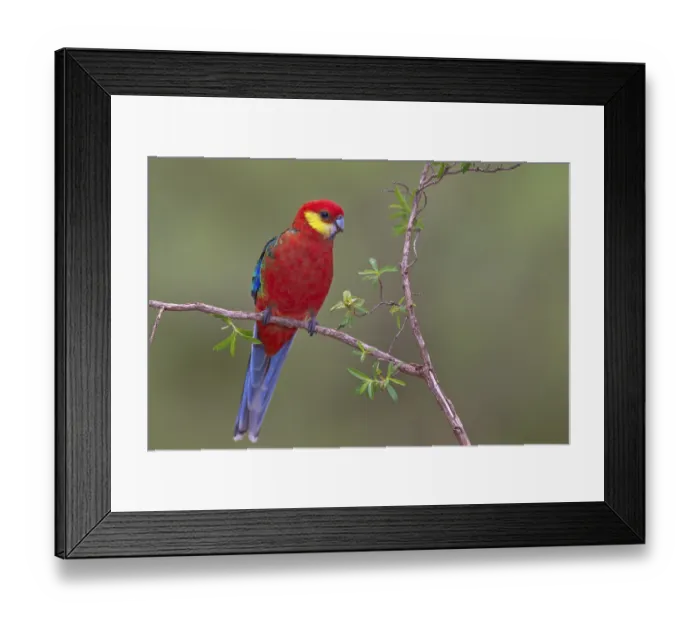 Framed Print : Western Rosella (Platycercus icterotis) male Framed Print : Western Rosella (Platycercus icterotis) male