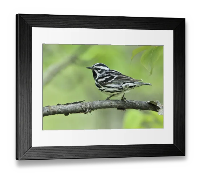 Framed Print : Black-and-white Warbler (Mniotilta varia)