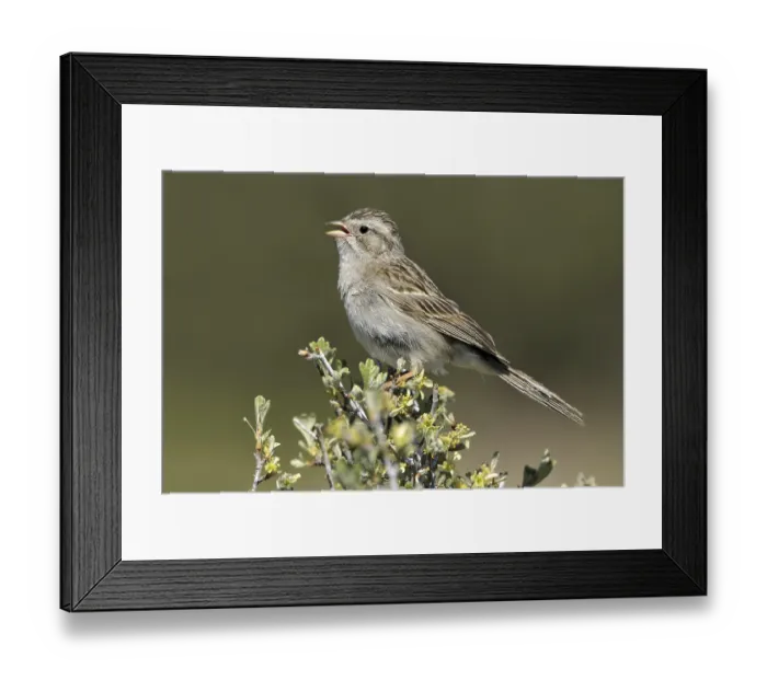 Framed Print : Brewer's Sparrow (Spizella breweri) Framed Print : Brewer's Sparrow (Spizella breweri)
