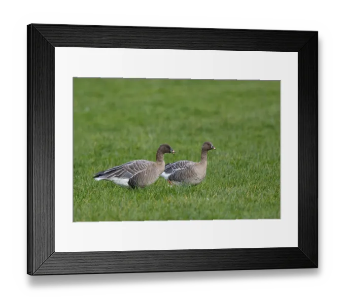 Framed Print : Pink-footed Goose (Anser brachyrhynchus) resting Framed Print : Pink-footed Goose (Anser brachyrhynchus) resting