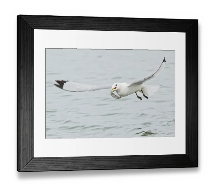 Framed Print : Black-legged Kittiwake (Rissa tridactyla) feeding in the ocean near Nome