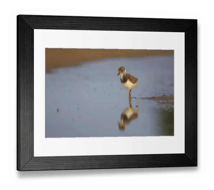 Framed Print : Northern Lapwing (Vanellus vanellus) chick Framed Print : Northern Lapwing (Vanellus vanellus) chick