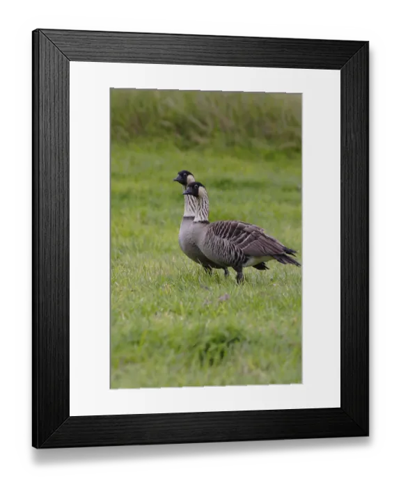 Framed Print : Nene, Hawaiian Goose, Branta sandvicensis