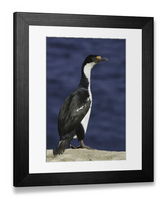 Framed Print : Imperial Shag (Leucocarbo atriceps) Framed Print : Imperial Shag (Leucocarbo atriceps)