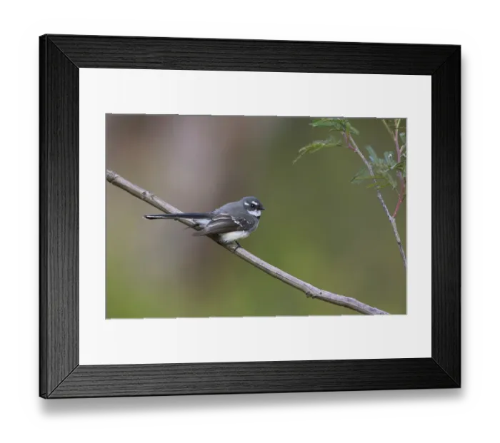 Framed Print : Grey Fantail (Rhipidura albiscapa) Framed Print : Grey Fantail (Rhipidura albiscapa)