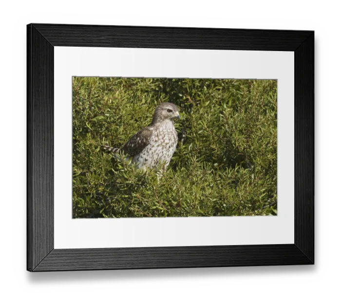 Framed Print : Red-shouldered Hawk (Buteo lineatus)