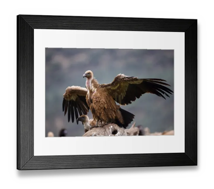 Framed Print : Griffon Vulture (Gyps fulvus), Castile-La Mancha