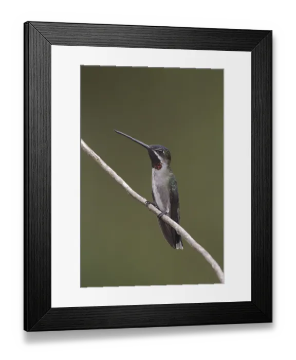 Framed Print : Long-billed Starthroat (Heliomaster longirostris) male