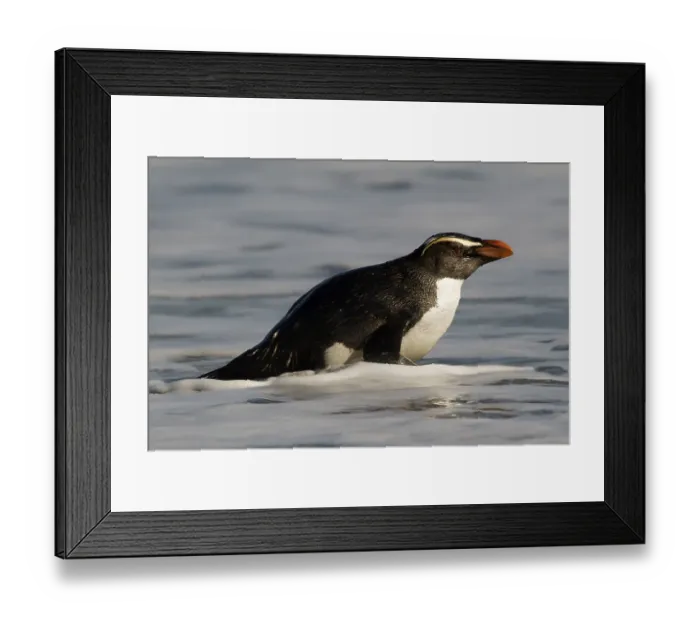 Framed Print : Fiordland Penguin (Eudyptes pachyrhynchus) Framed Print : Fiordland Penguin (Eudyptes pachyrhynchus)