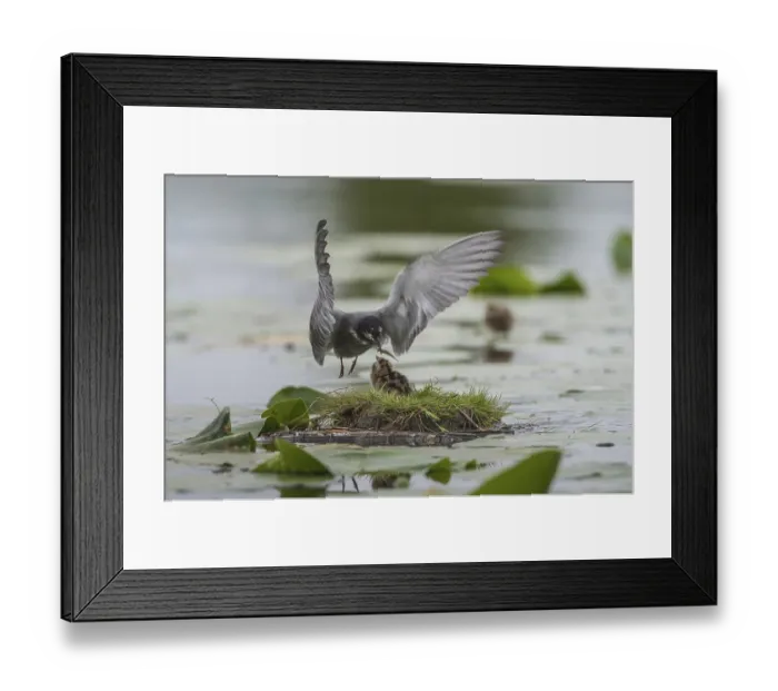 Framed Print : Black Tern (Chlidonias niger) feeding of juvenile Framed Print : Black Tern (Chlidonias niger) feeding of juvenile