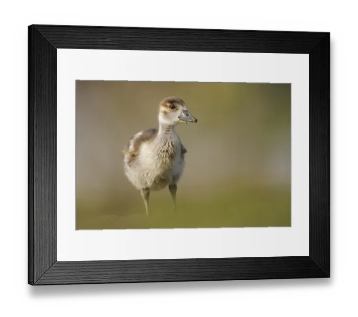Framed Print : Egyptian Goose (Alopochen aegyptiaca) juvenile