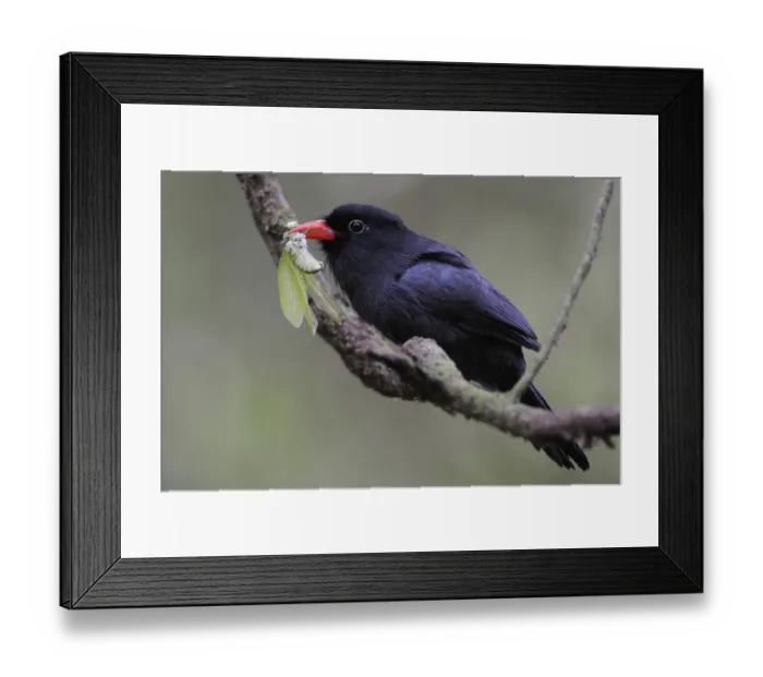 Framed Print : Black-fronted Nunbird (Monasa nigrifrons)