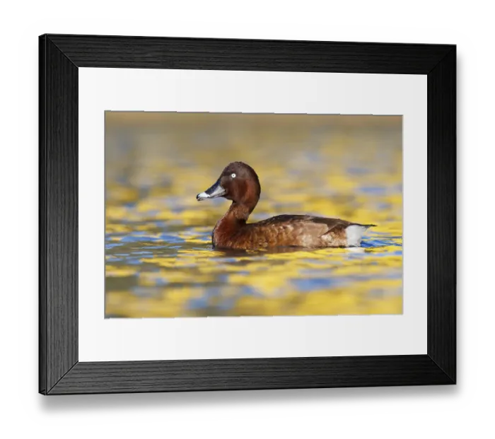 Framed Print : Hardhead (Aythya australis) male