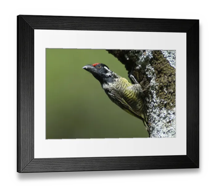 Framed Print : Banded Barbet (Lybius undatus), Ethiopia, Africa