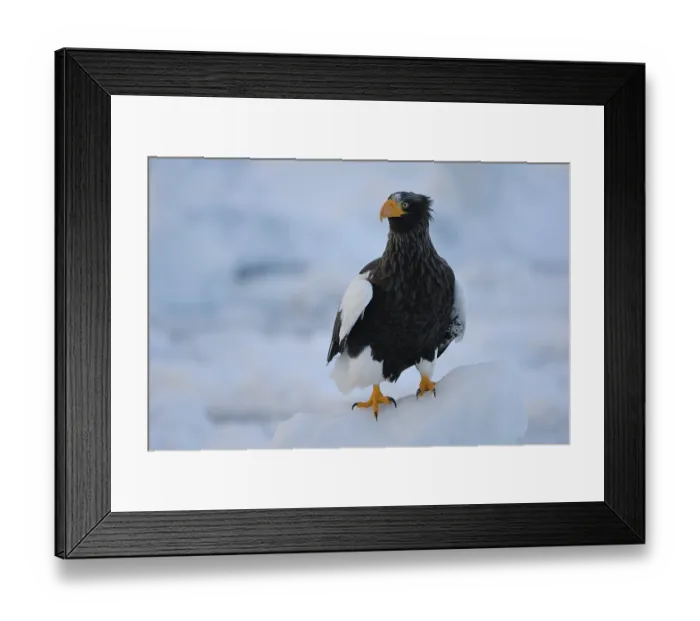 Framed Print : Steller's Sea Eagle (Haliaeetus pelagicus)