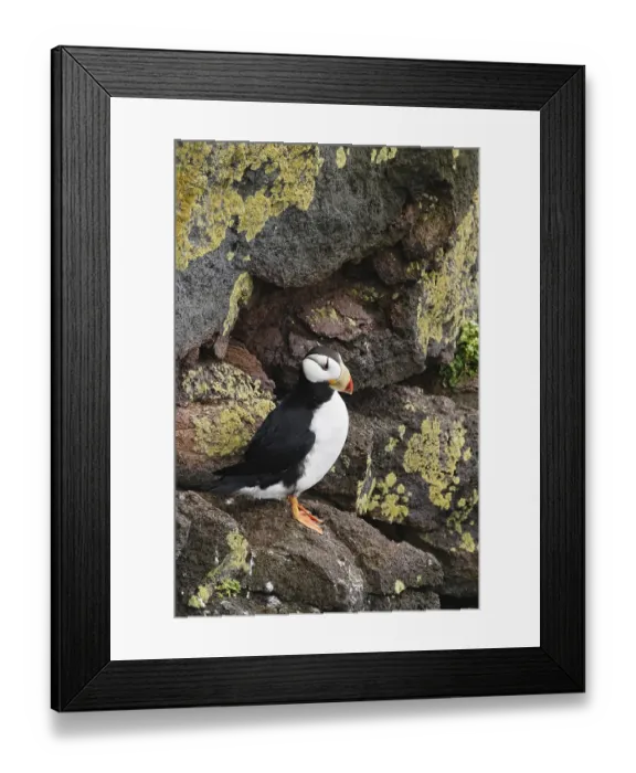Framed Print : Horned Puffin (Fratercula corniculata)