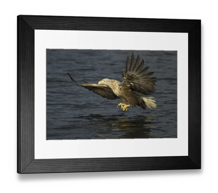 Framed Print : White-tailed Eagle (Haliaeetus albicilla) flying Framed Print : White-tailed Eagle (Haliaeetus albicilla) flying