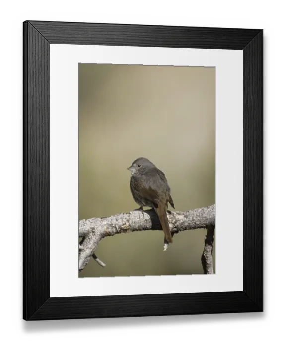 Framed Print : Slate-colored Fox Sparrow (Passerella schistacea canescens) male