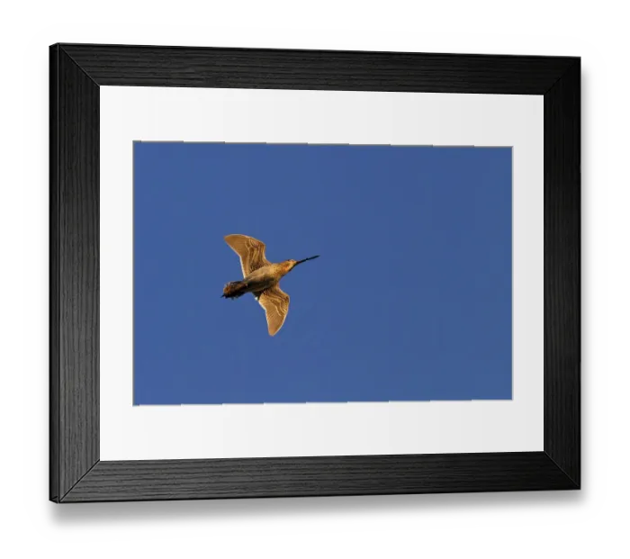 Framed Print : Common Snipe (Gallinago gallinago) flying