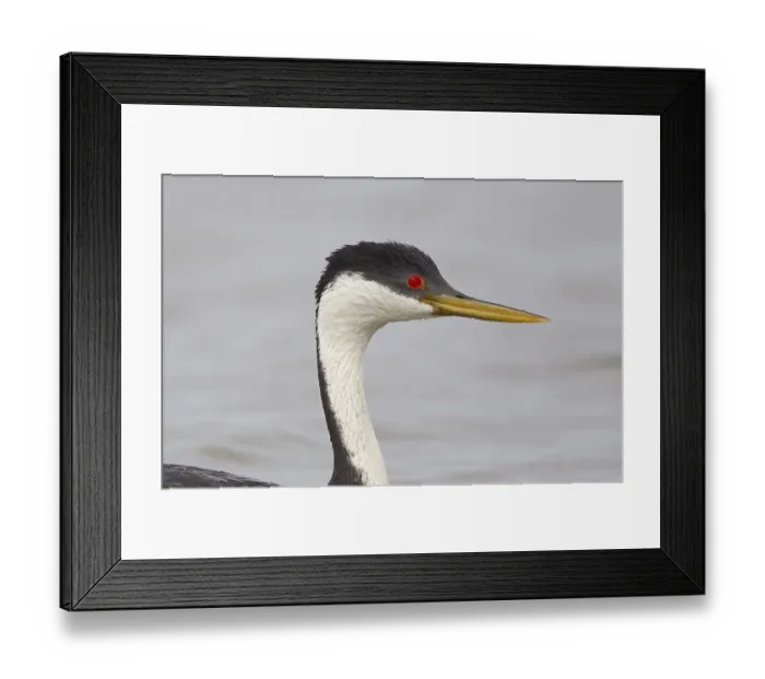Framed Print : Western Grebe (Aechmophorus occidentalis)