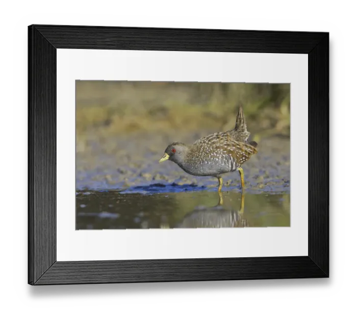 Framed Print : Australian Crake (Porzana fluminea) Framed Print : Australian Crake (Porzana fluminea)