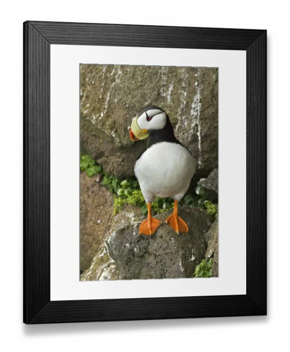 Framed Print : Horned Puffin (Fratercula corniculata)