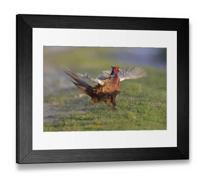 Framed Print : Common Pheasant (Phasianus colchicus) male mating Framed Print : Common Pheasant (Phasianus colchicus) male mating