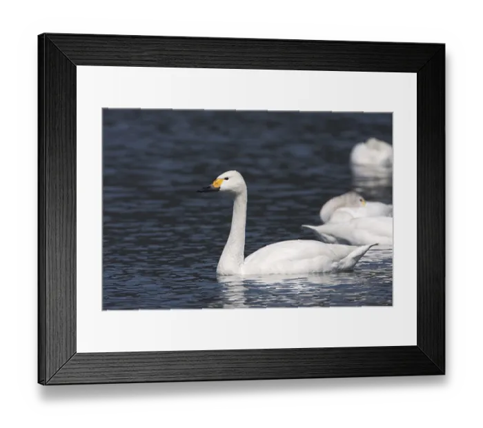 Framed Print : Tundra Swan (Cygnus columbianus bewickii)