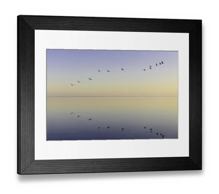 Framed Print : Common Crane (Grus grus) flying