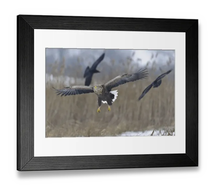 Framed Print : White-tailed Eagle (Haliaeetus albicilla) flying Framed Print : White-tailed Eagle (Haliaeetus albicilla) flying