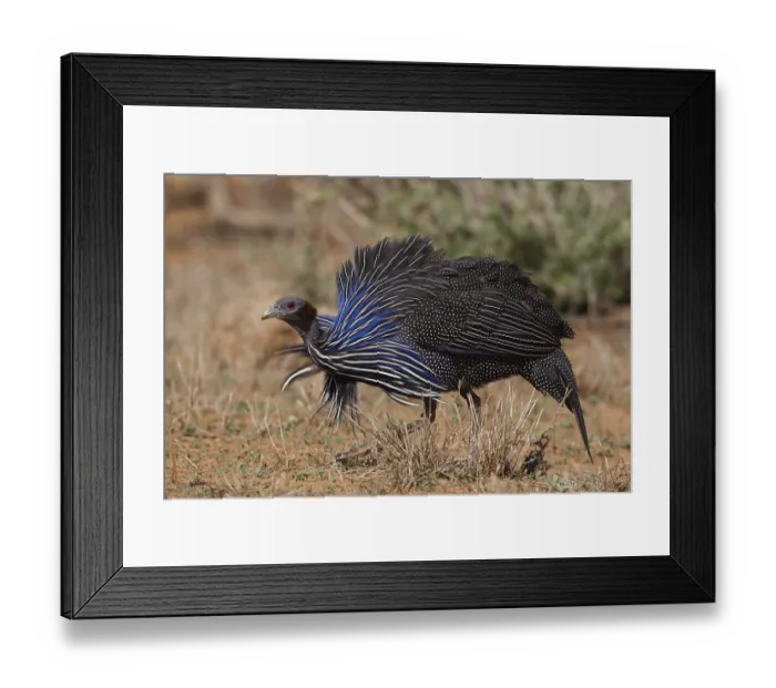 Framed Print : Vulturine Guineafowl (Acryllium vulturinum) Framed Print : Vulturine Guineafowl (Acryllium vulturinum)