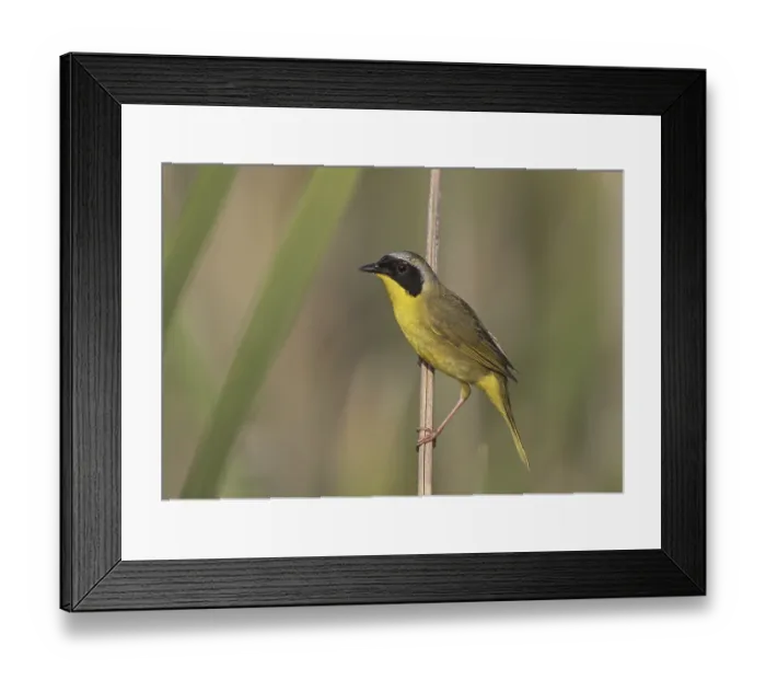 Framed Print : Common Yellowthroat (Geothlypis trichas)