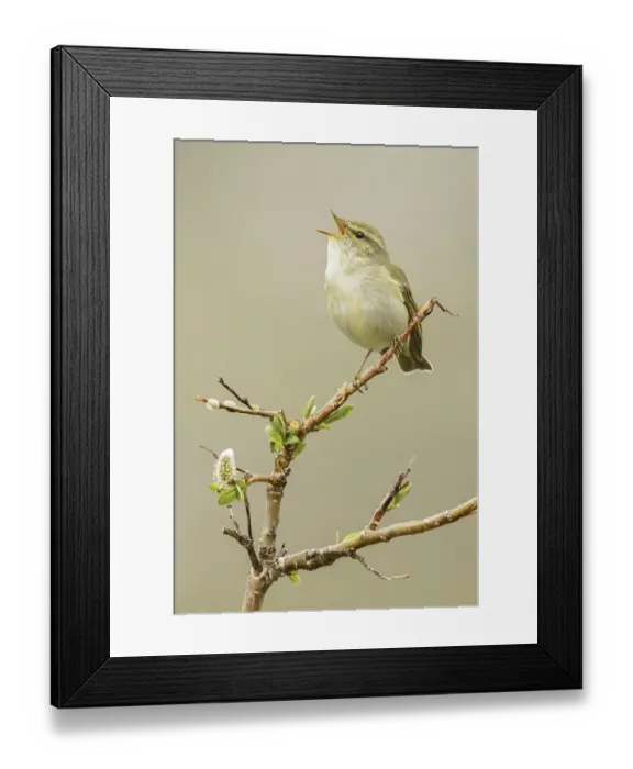 Framed Print : Arctic Warbler (Phylloscopus borealis) singing