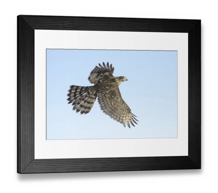 Framed Print : Cooper's Hawk (Accipiter cooperii) flying