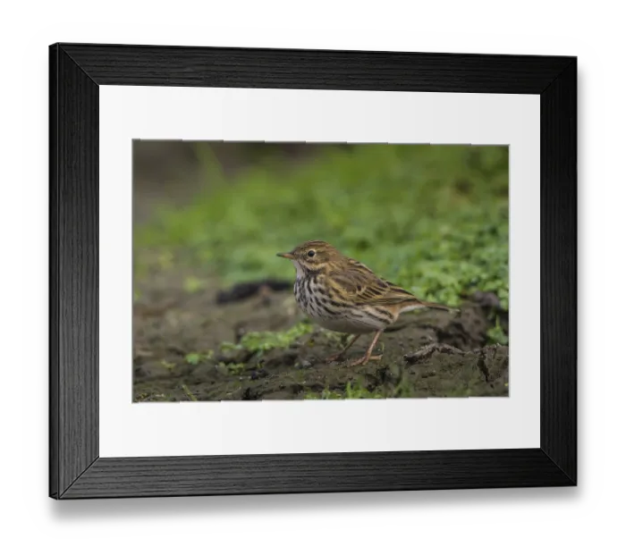 Framed Print : Meadow Pipit (Anthus pratensis) Framed Print : Meadow Pipit (Anthus pratensis)