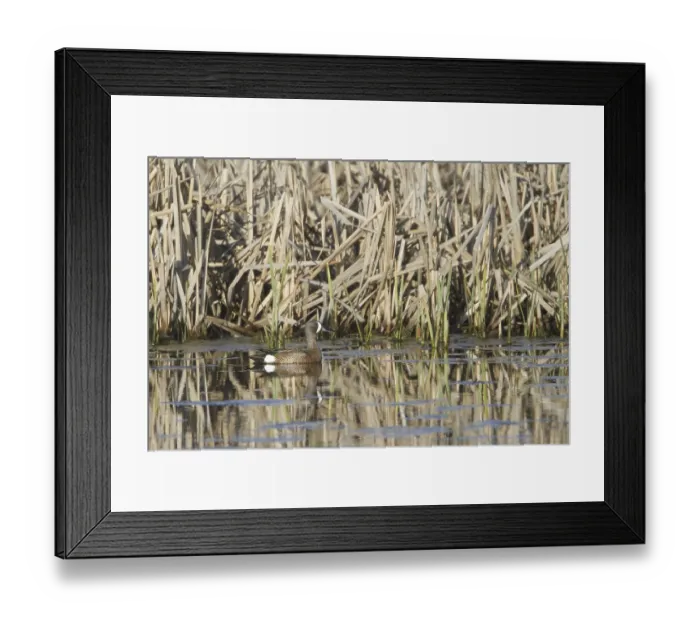 Framed Print : Blue-winged Teal (Spatula discors) male