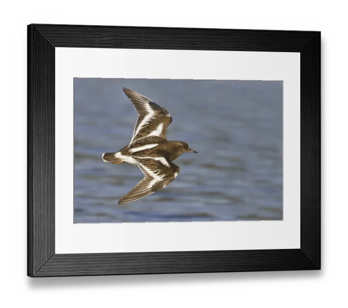 Framed Print : Black Turnstone (Arenaria melanocephala) flying