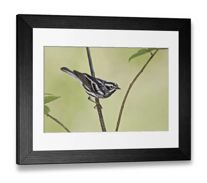Framed Print : Black-and-white Warbler (Mniotilta varia) Framed Print : Black-and-white Warbler (Mniotilta varia)