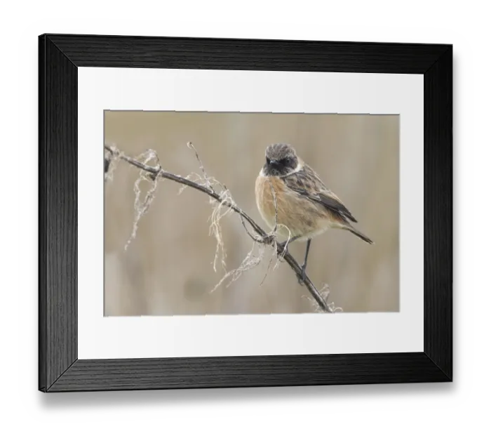 Framed Print : European Stonechat (Saxicola rubicola)