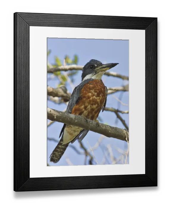 Framed Print : Ringed Kingfisher (Megaceryle torquata)