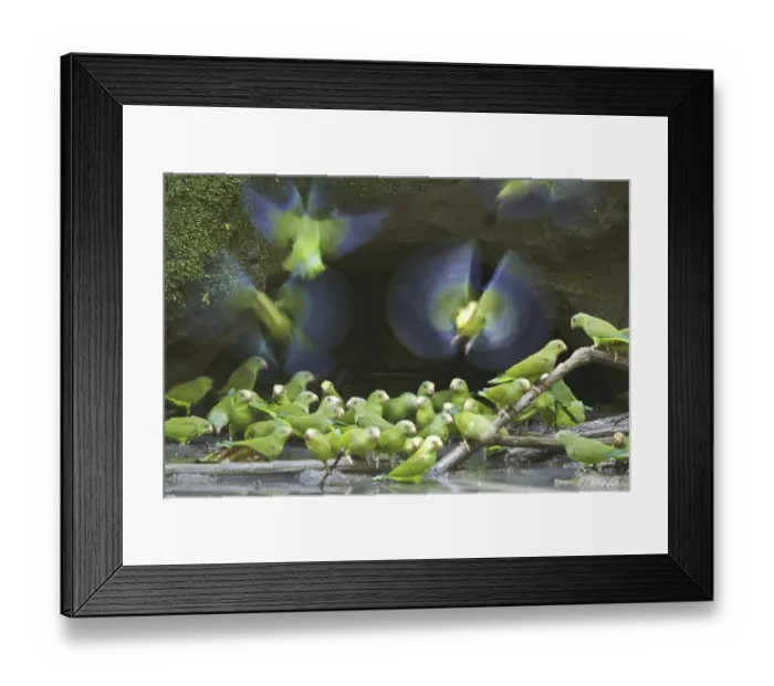 Framed Print : Cobalt-winged Parakeet (Brotogeris cyanoptera) Framed Print : Cobalt-winged Parakeet (Brotogeris cyanoptera)