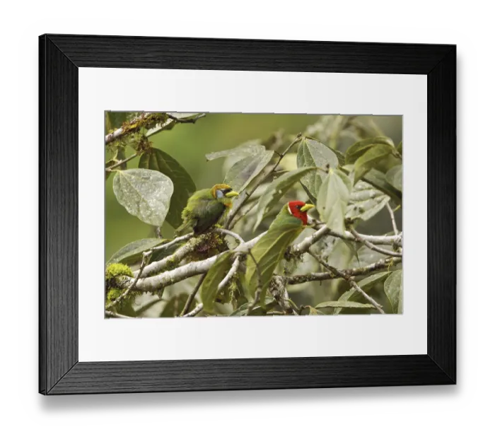 Framed Print : Red-headed Barbet (Eubucco bourcierii) Framed Print : Red-headed Barbet (Eubucco bourcierii)