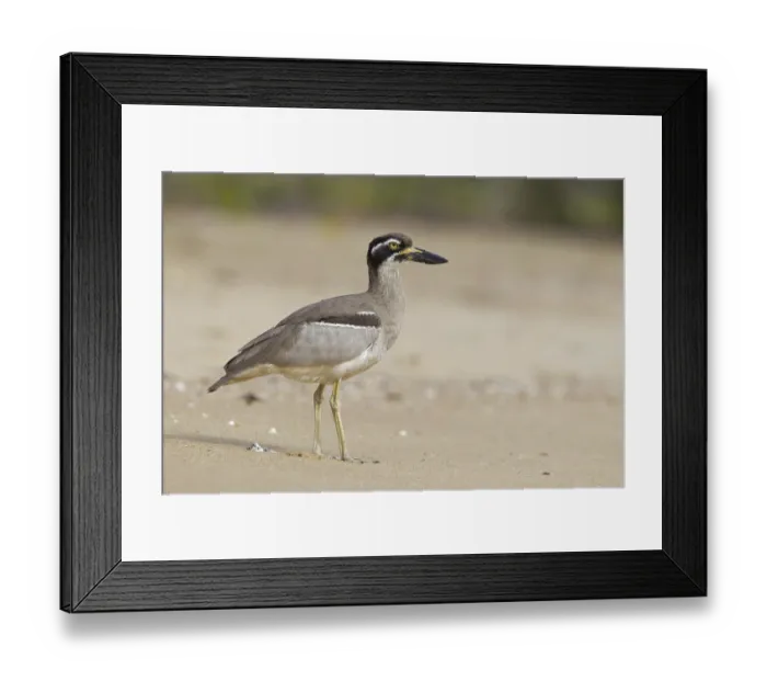 Framed Print : Beach Stone-curlew (Esacus magnirostris) Framed Print : Beach Stone-curlew (Esacus magnirostris)