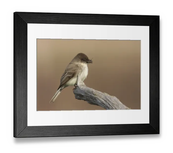 Framed Print : Eastern Phoebe (Sayornis phoebe) Framed Print : Eastern Phoebe (Sayornis phoebe)
