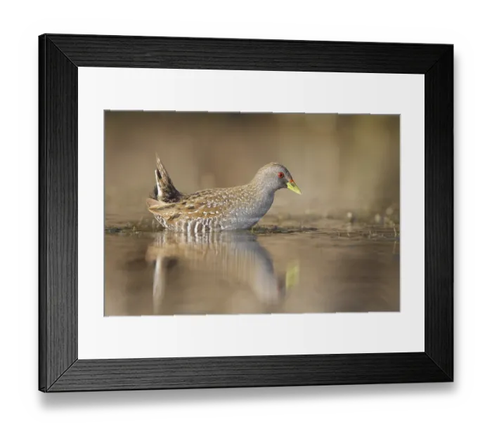 Framed Print : Australian Crake (Porzana fluminea) Framed Print : Australian Crake (Porzana fluminea)