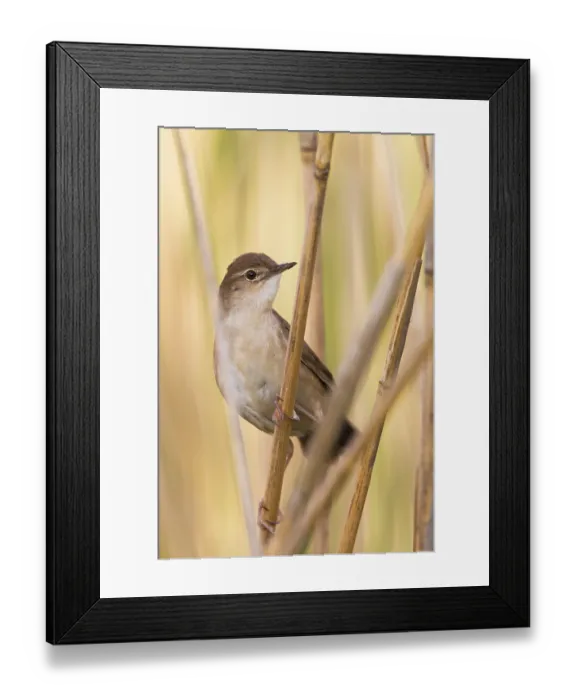 Framed Print : Savi's Warbler (Locustella luscinioides) Framed Print : Savi's Warbler (Locustella luscinioides)